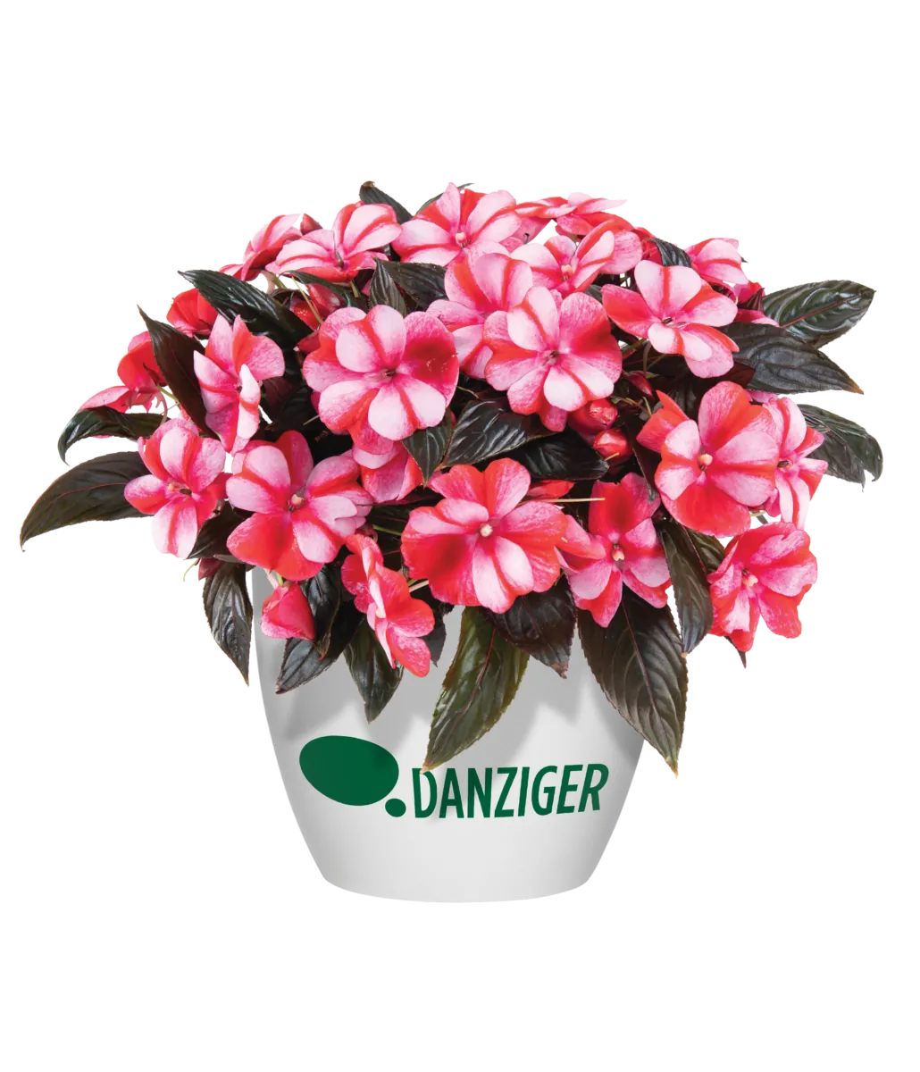 Harmony® Bicolor Red
