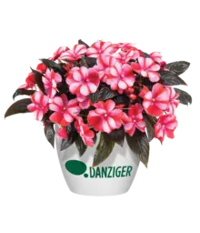 Harmony® Bicolor Red