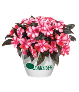 Harmony® Bicolor Red