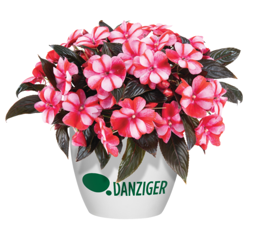 Harmony® Bicolor Red