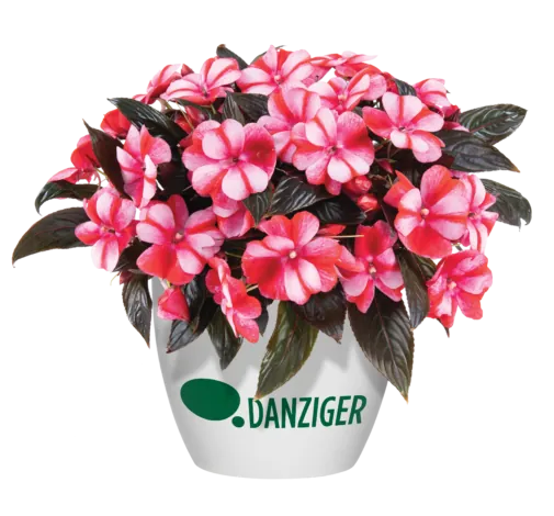 Harmony® Bicolor Red