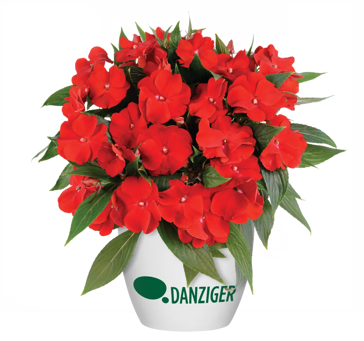 Harmony® Bold Red