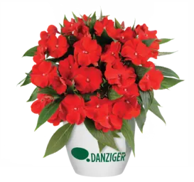 Harmony® Bold Red