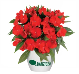 Harmony® Bold Red