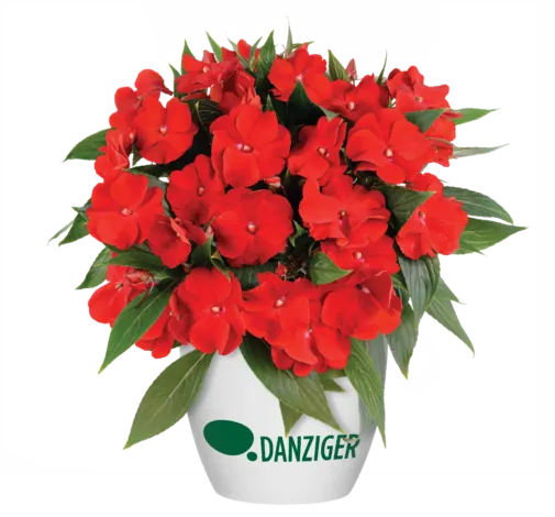 Harmony® Bold Red