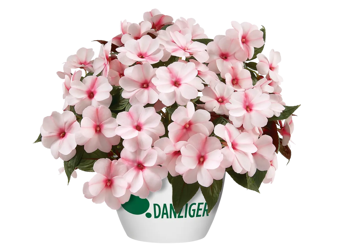 Harmony® Candy Cream