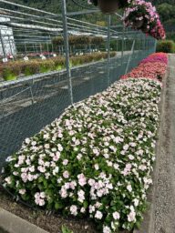 Harmony® Candy Cream