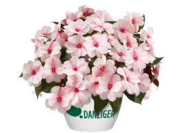 Harmony® Candy Cream