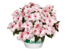 Harmony® Candy Cream
