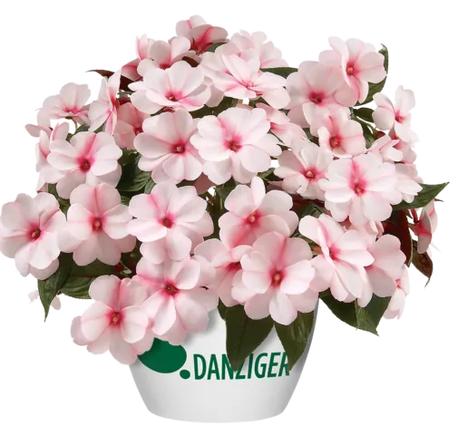 Harmony® Candy Cream