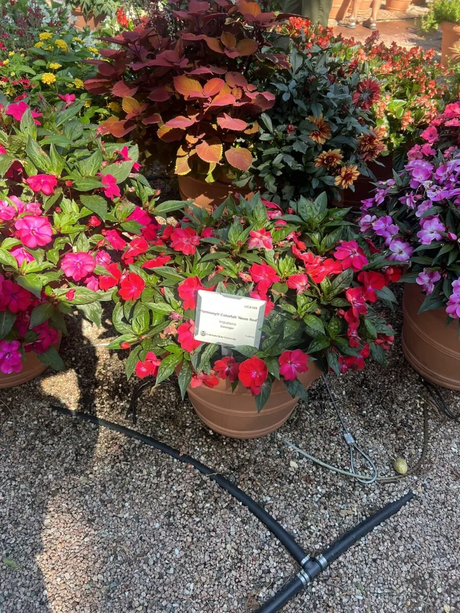Harmony® Colorfall™ Neon Red
