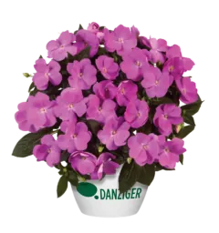 Harmony® Dark Lavender