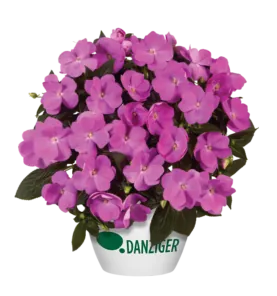 Harmony® Dark Lavender