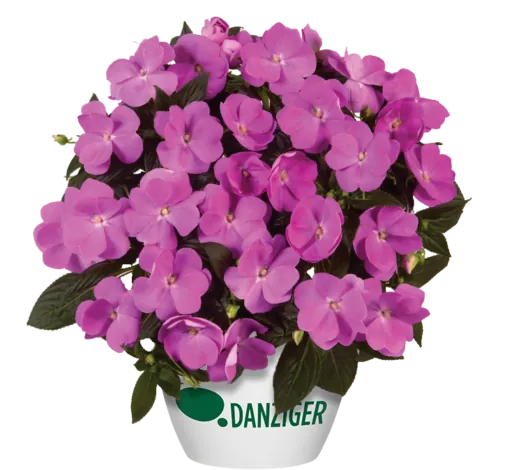 Harmony® Dark Lavender