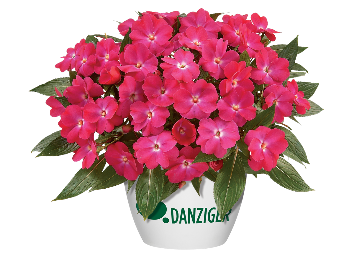 Osticade™ Purple - Danziger