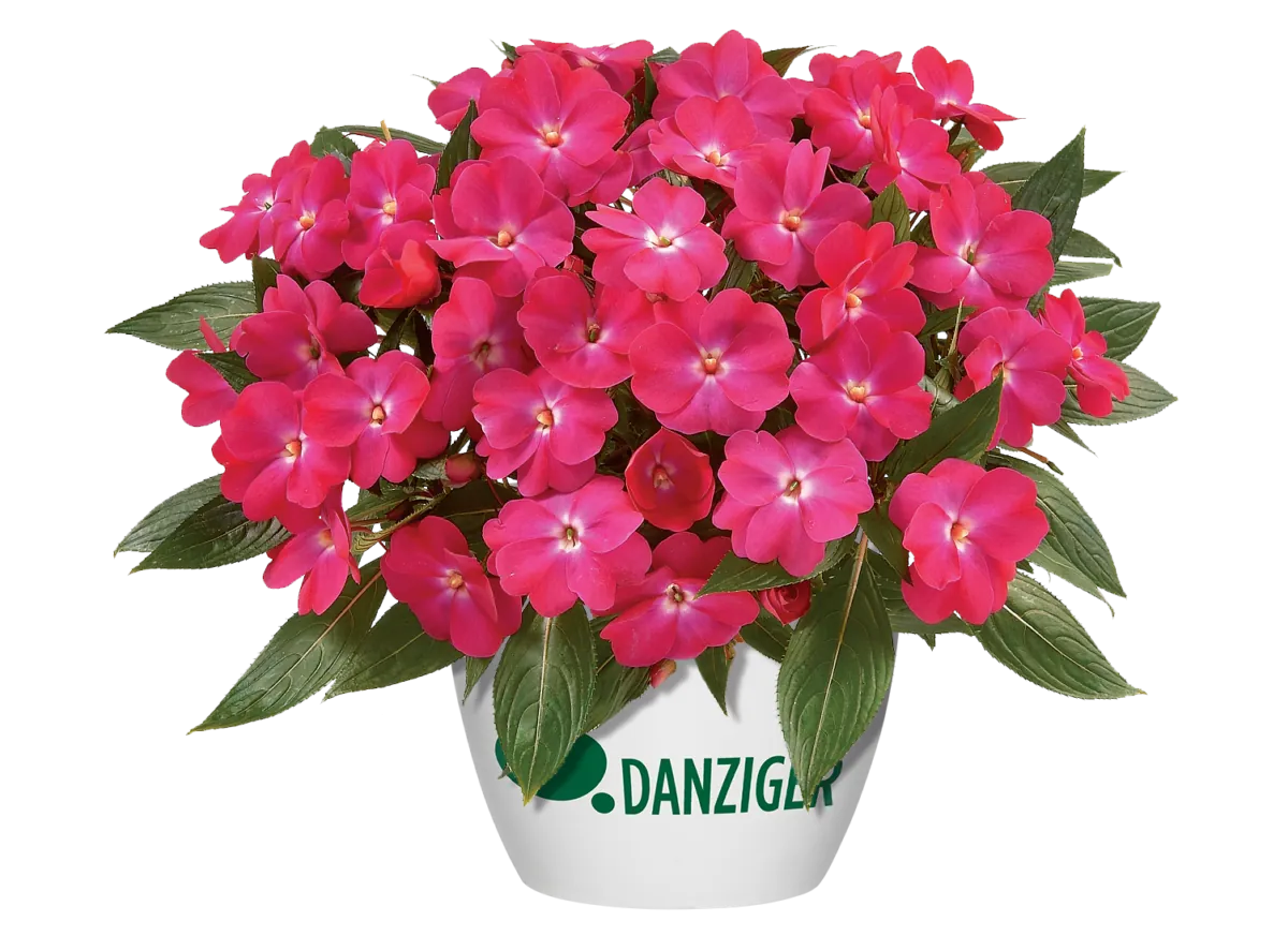 Harmony® Dark Pink