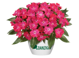 Harmony® Candy Cream - Danziger