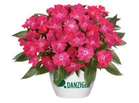 Harmony® Dark Pink