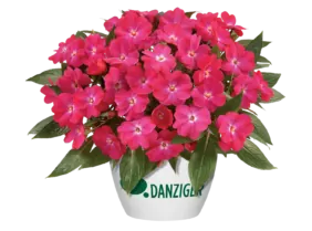 Harmony® Dark Pink