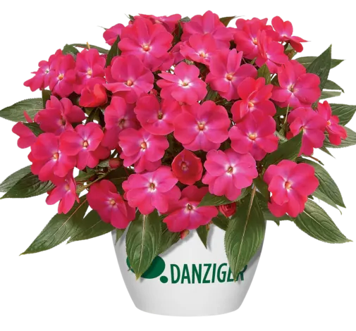 Harmony® Dark Pink