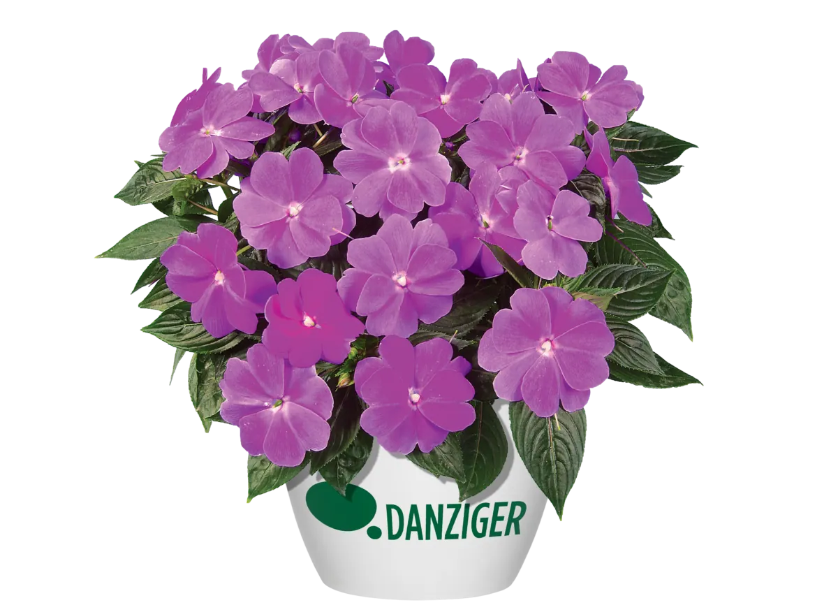 Harmony® Dark Lilac
