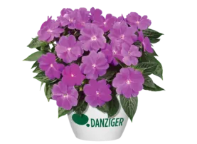 Harmony® Dark Lilac