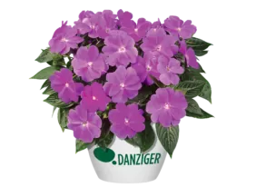 Harmony® Dark Lilac