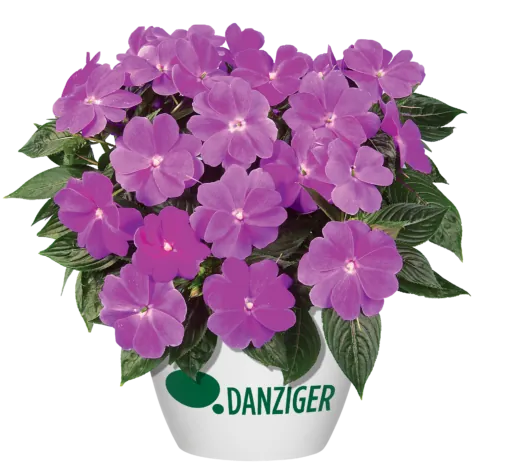 Harmony® Dark Lilac