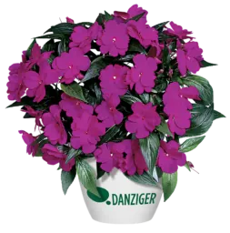 Harmony® Dark Violet