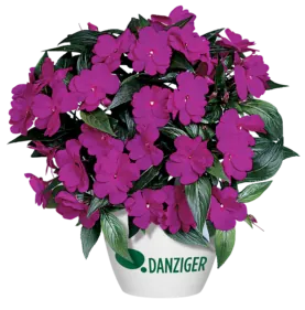 Harmony® Dark Violet