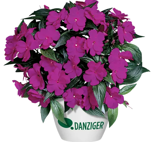 Harmony® Dark Violet