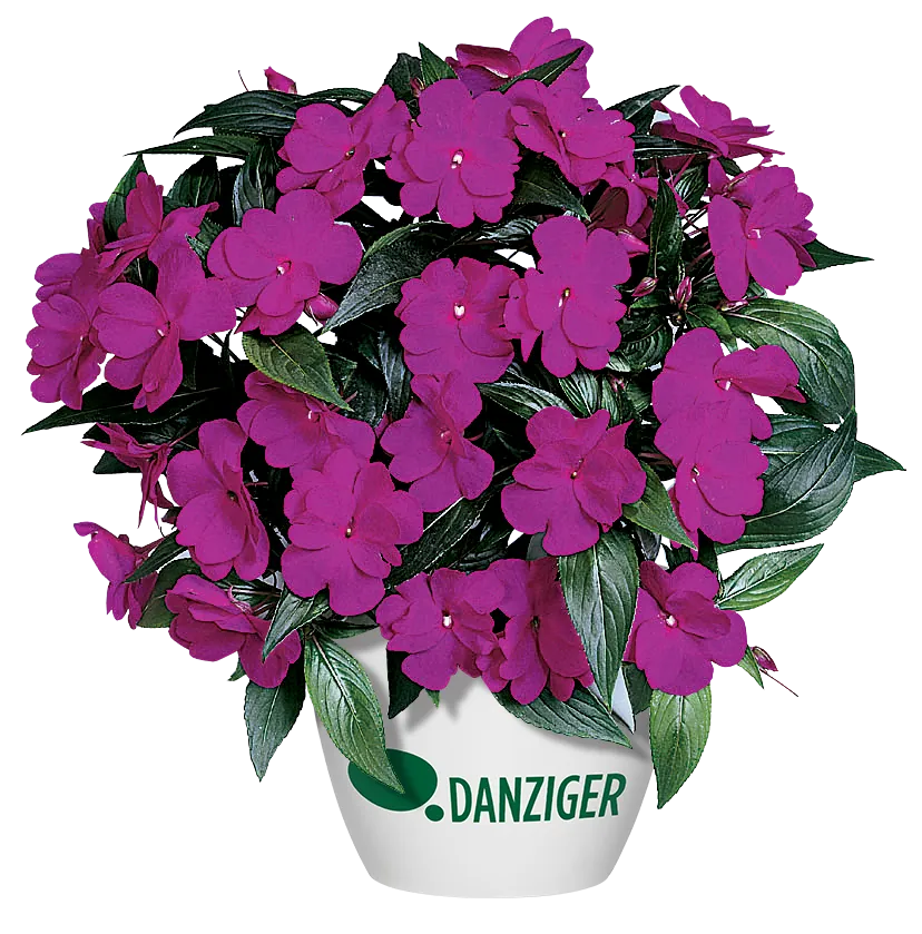Harmony® Dark Violet