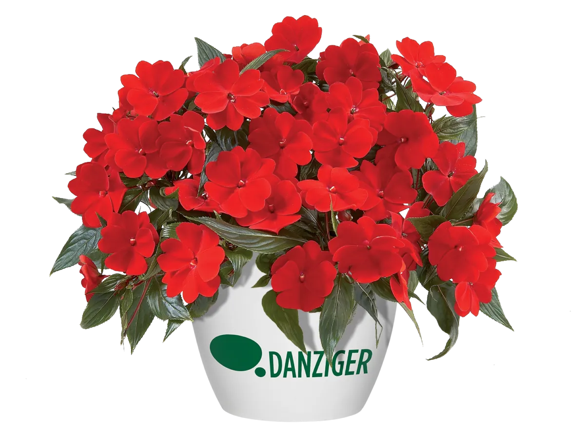 Harmony® Deep Red