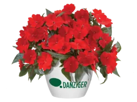 Harmony® Deep Red