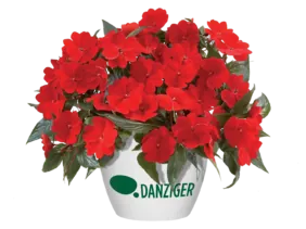 Harmony® Deep Red
