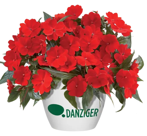 Harmony® Deep Red