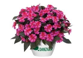 Harmony® Fuchsia Cream