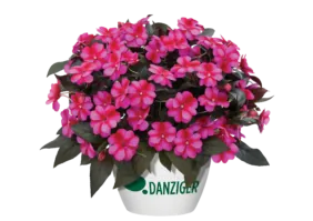 Harmony® Fuchsia Cream