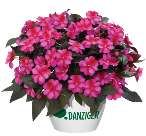 Harmony® Fuchsia Cream