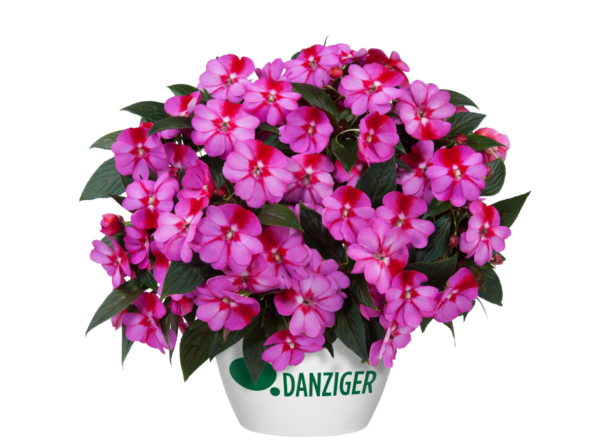 ムニュムニュ　シャンデリアメダリオン　ピンク Harmony® Radiance™ Lilac - Danziger