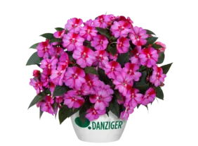 Harmony® Marshmallow Cream