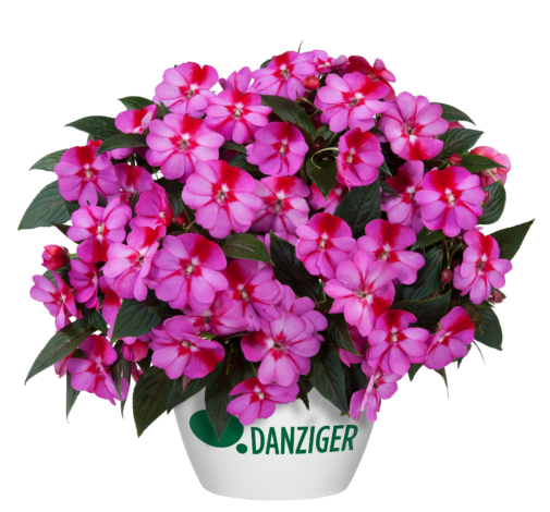 Harmony® Marshmallow Cream