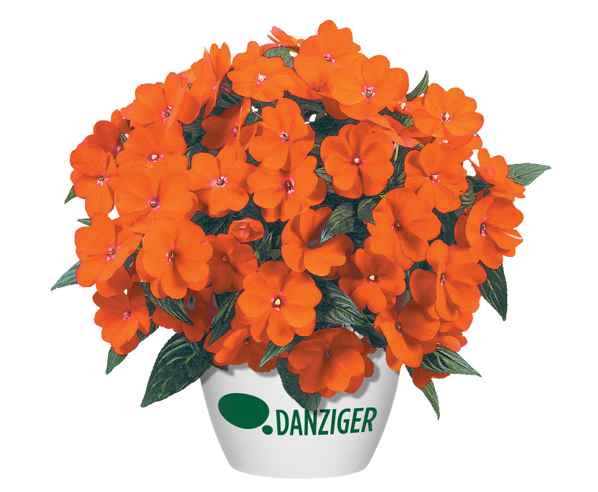 Harmony® Orange Blaze - Danziger