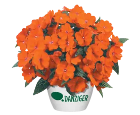 Harmony® Orange Blaze