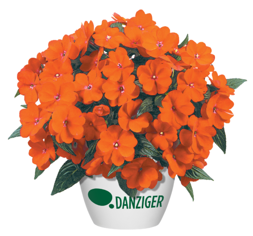 Harmony® Orange Blaze