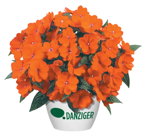 Harmony® Orange Blaze