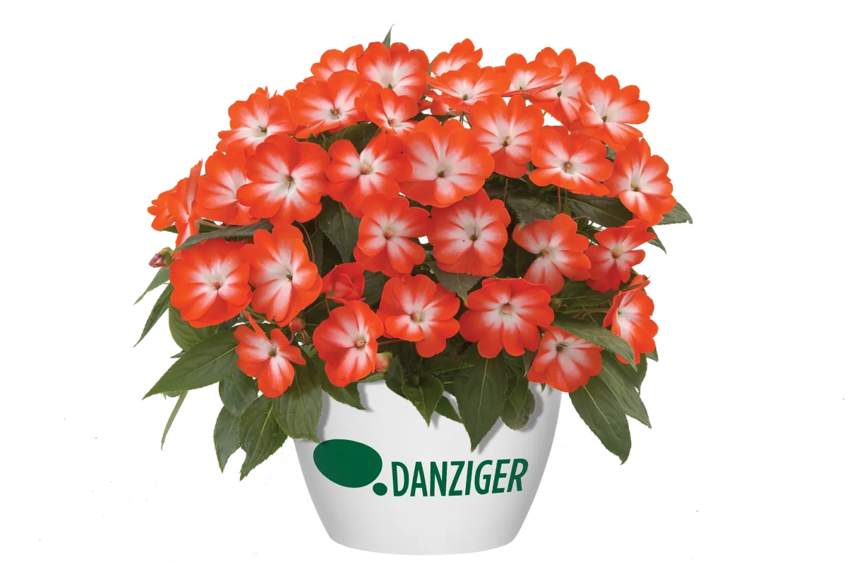 Harmony® Orange Star