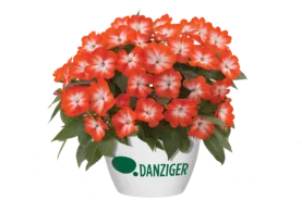 Harmony® Orange Star