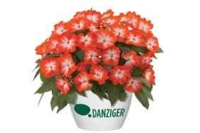 Harmony® Orange Star