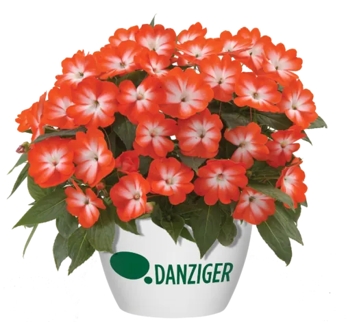 Harmony® Orange Star